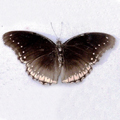 Great eggfly Hypolimnas bolina female